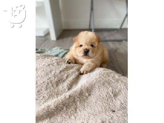 PoulaTo: chow chow puppies